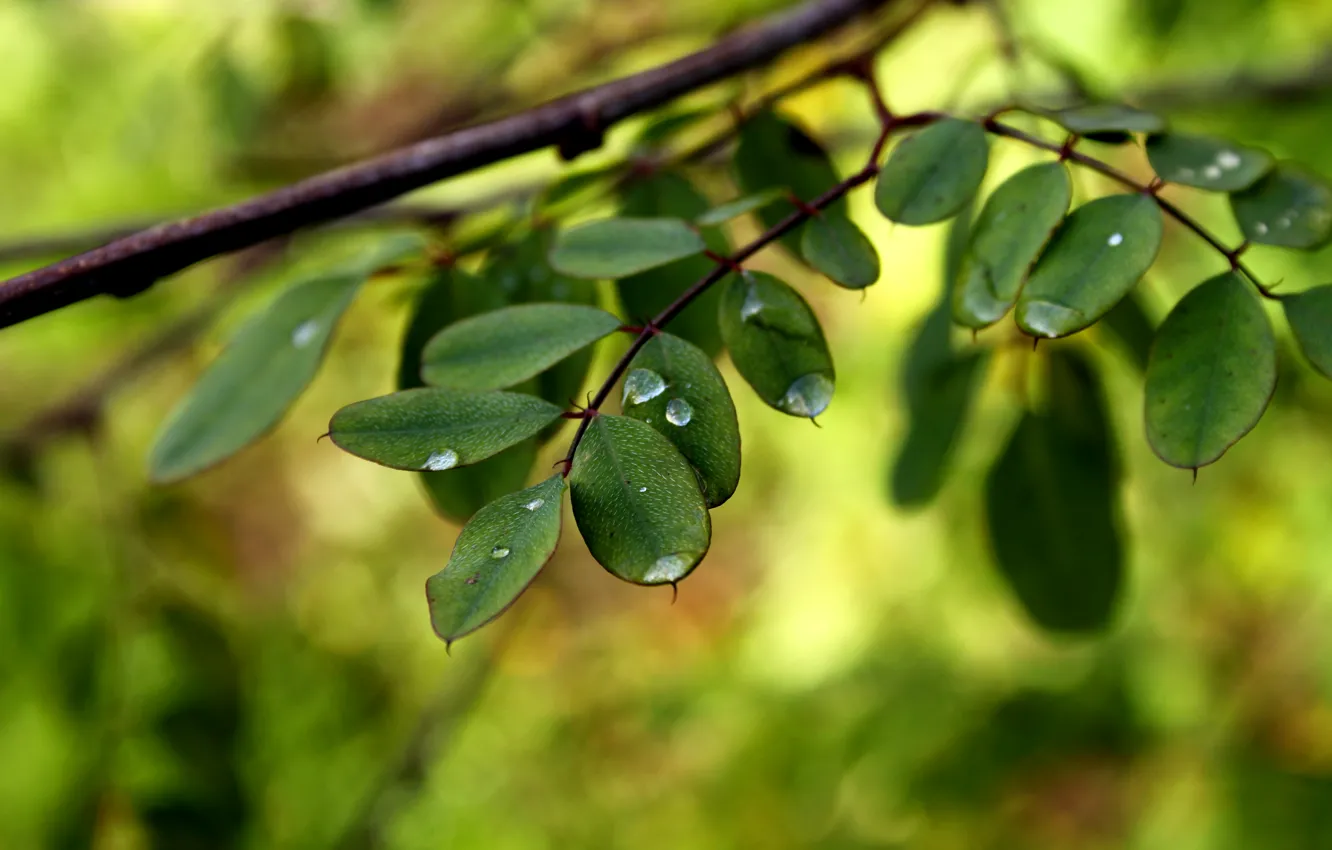 Фото обои листья, вода, капли, макро, ветки, зеленый, роса, фон