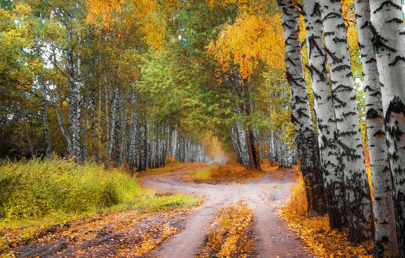 Фото обои дорога, осень, лес, деревья, пейзаж, природа, берёзы, роща