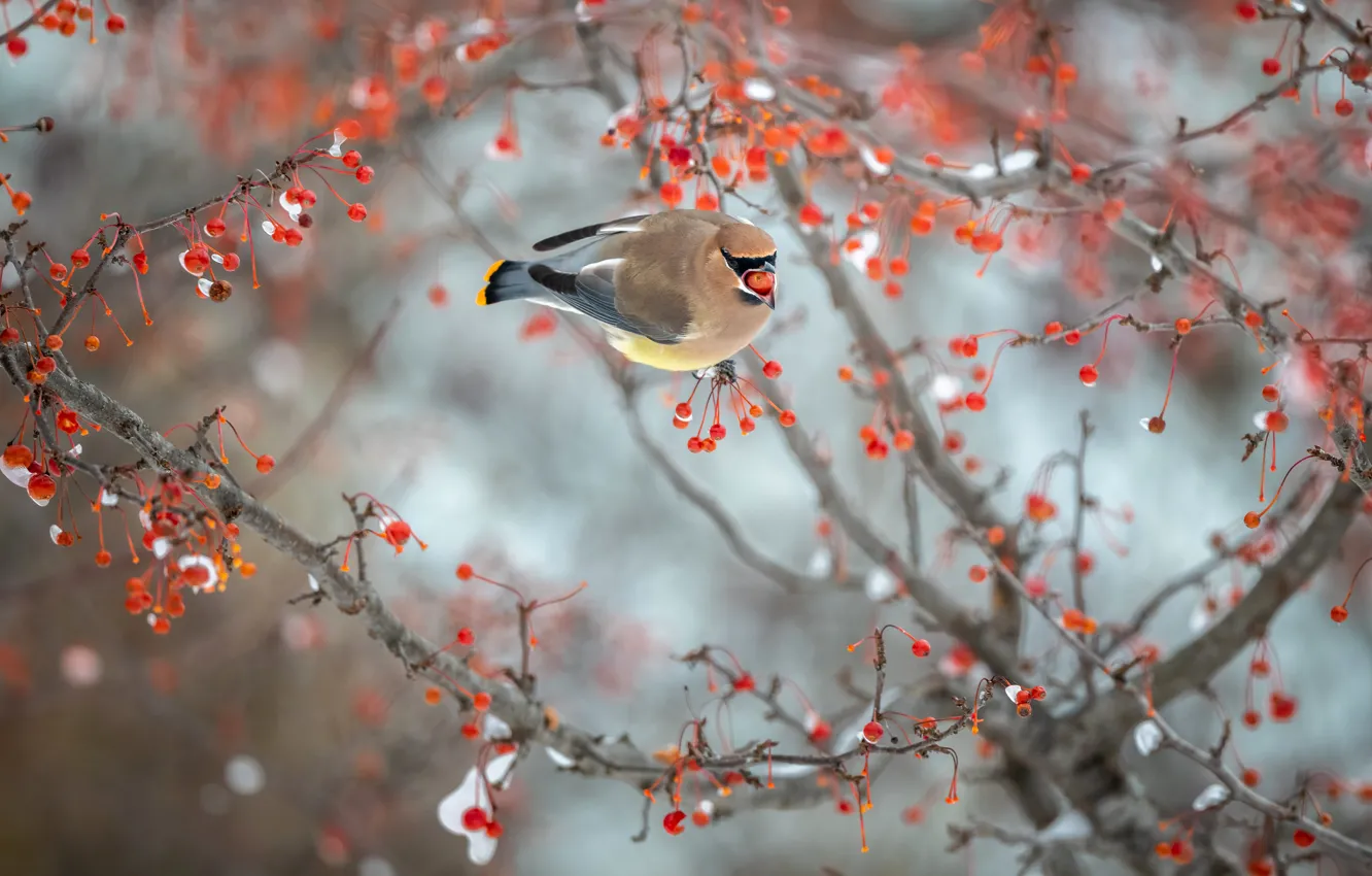 Фото обои зима, снег, ветки, поза, ягоды, фон, дерево, птица