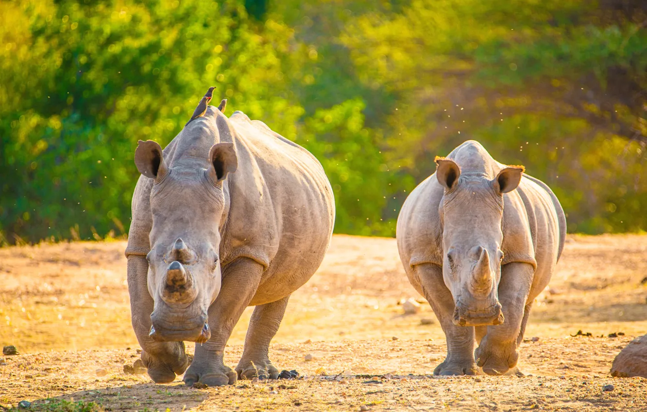 Фото обои birds, couple, rhinoceros