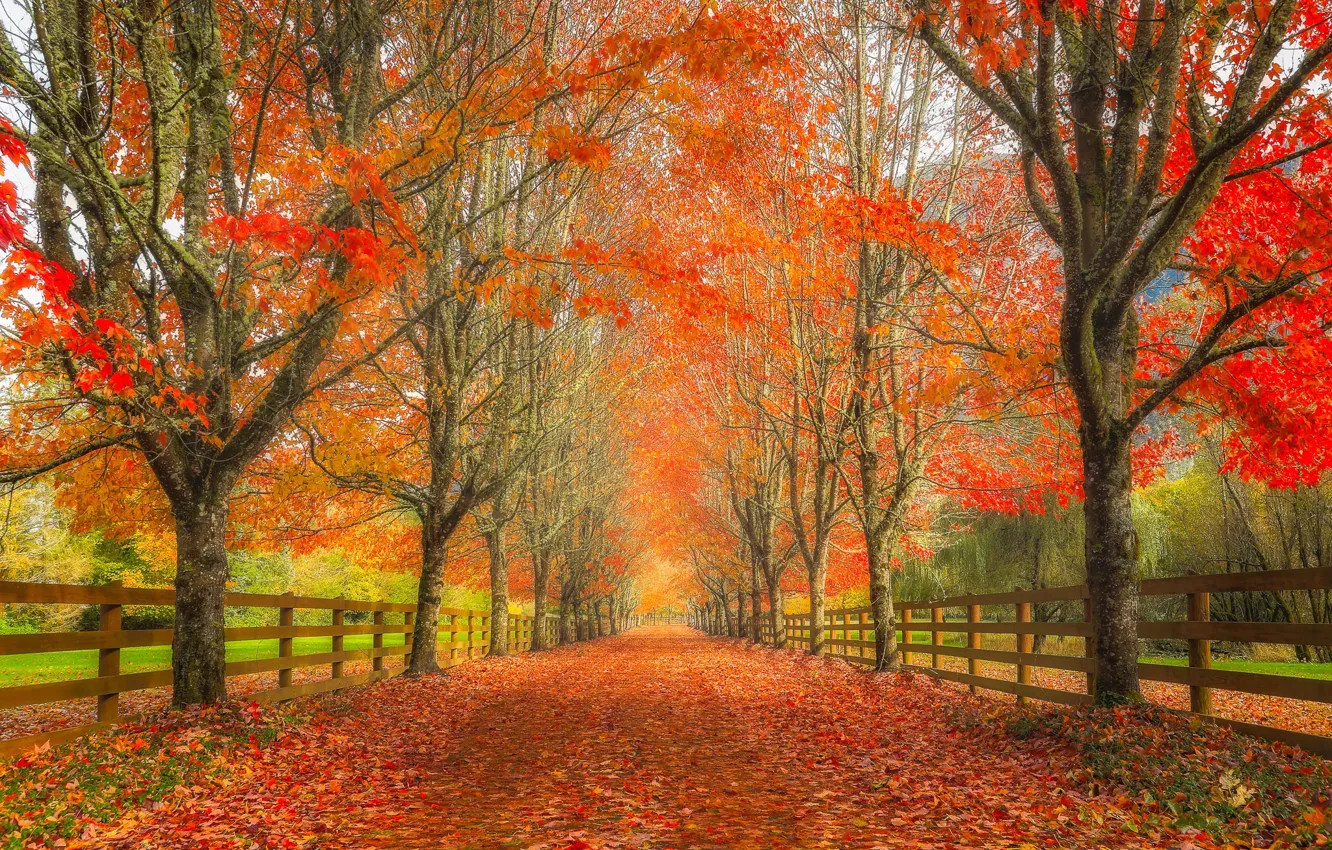 Фото обои дорога, осень, листья, деревья, забор, аллея, Washington, штат Вашингтон