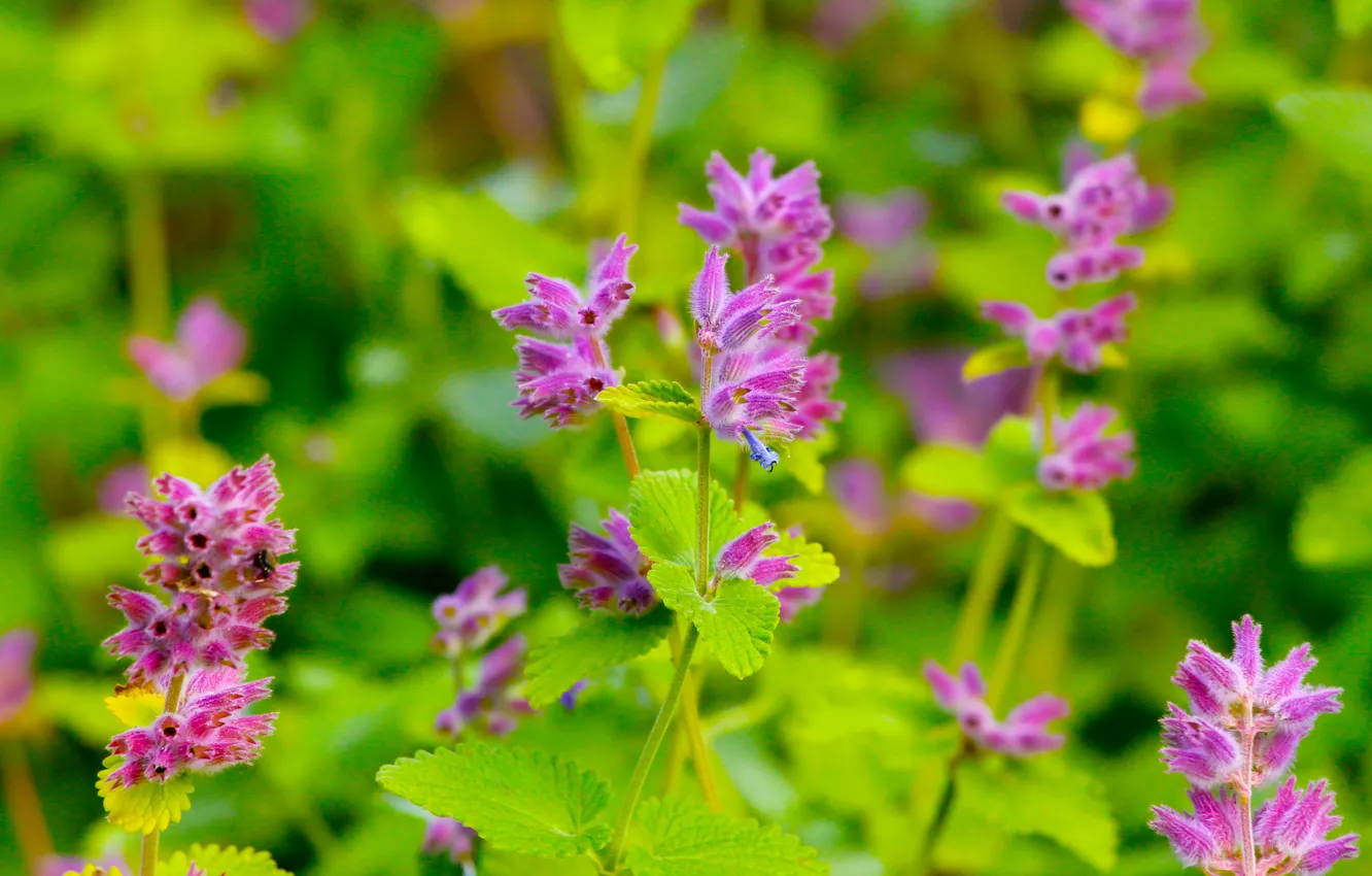 Фото обои pink, blooming, Sage