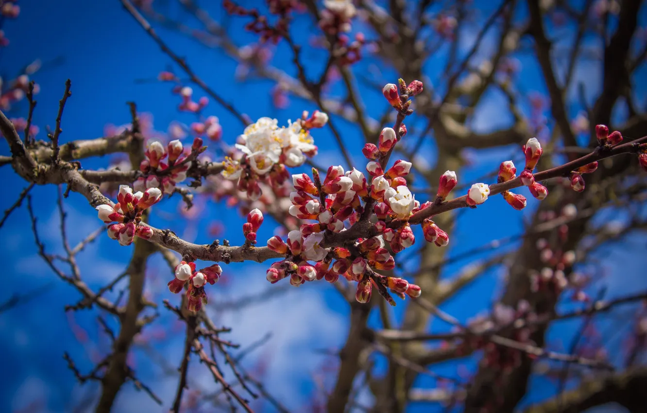 Фото обои Дерево, Весна, Цветок, Растение, Ветка, Ветки, Flower, Flowers