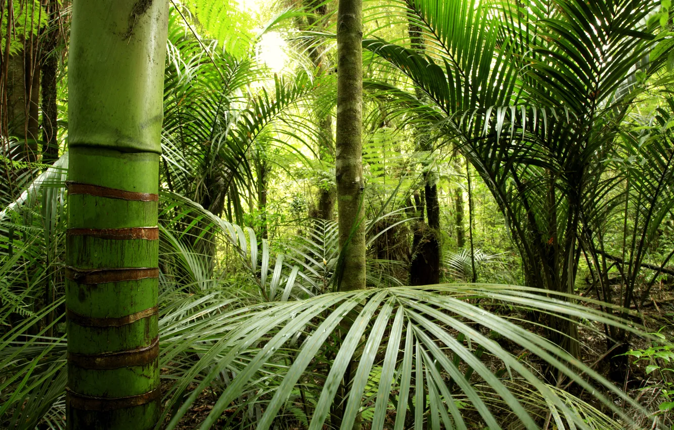 Фото обои зелень, бамбук, джунгли
