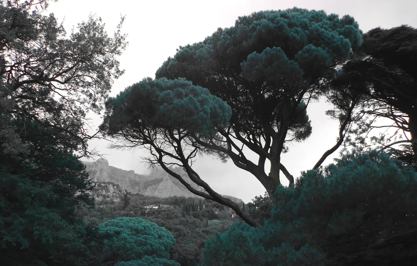 Фото обои деревья, пейзаж, горы, природа, крона