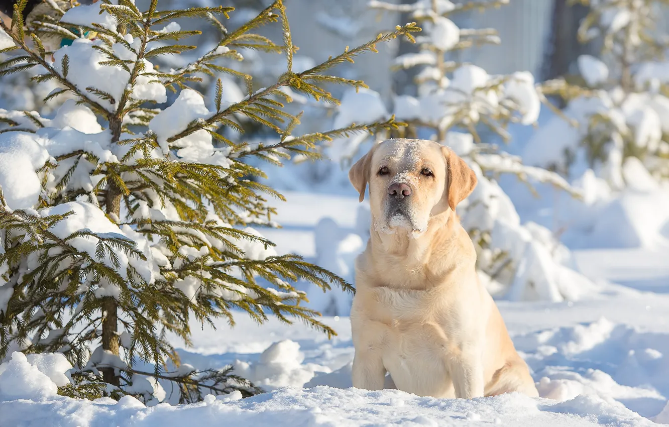 Фото обои зима, снег, собака, ёлка, пёс, Лабрадор-ретривер