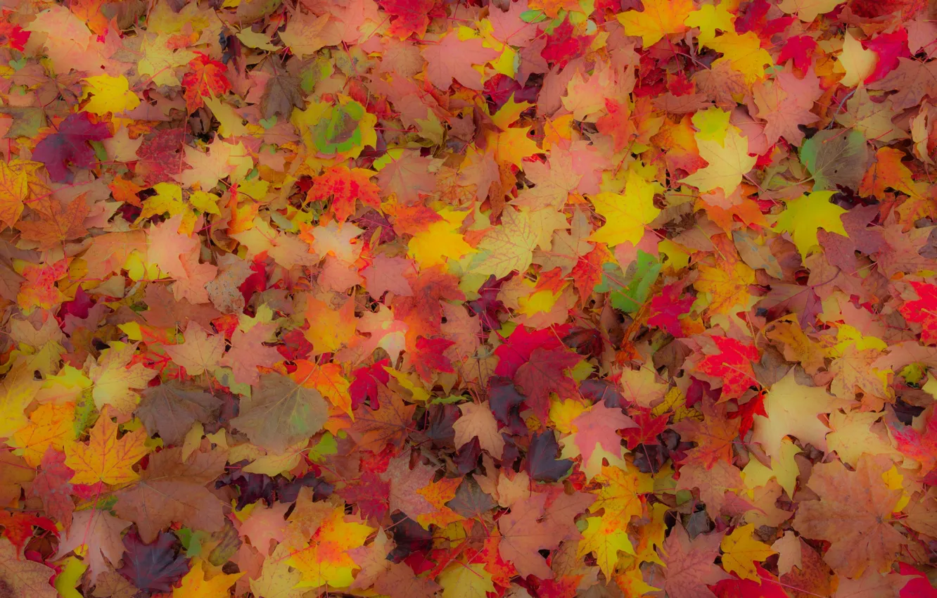 Фото обои осень, листья, ковер, клен