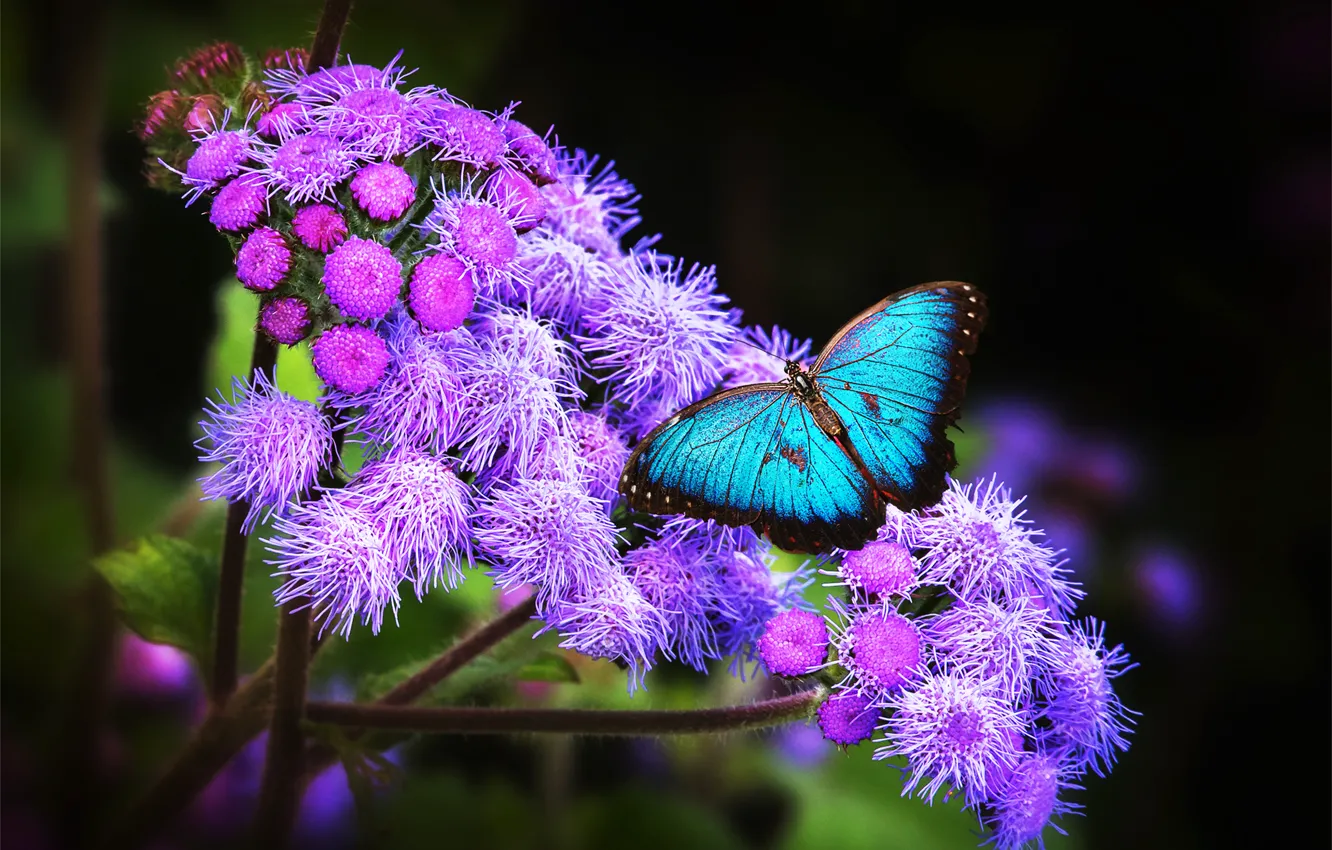 Фото обои цветы, бабочка, голубая, морфо