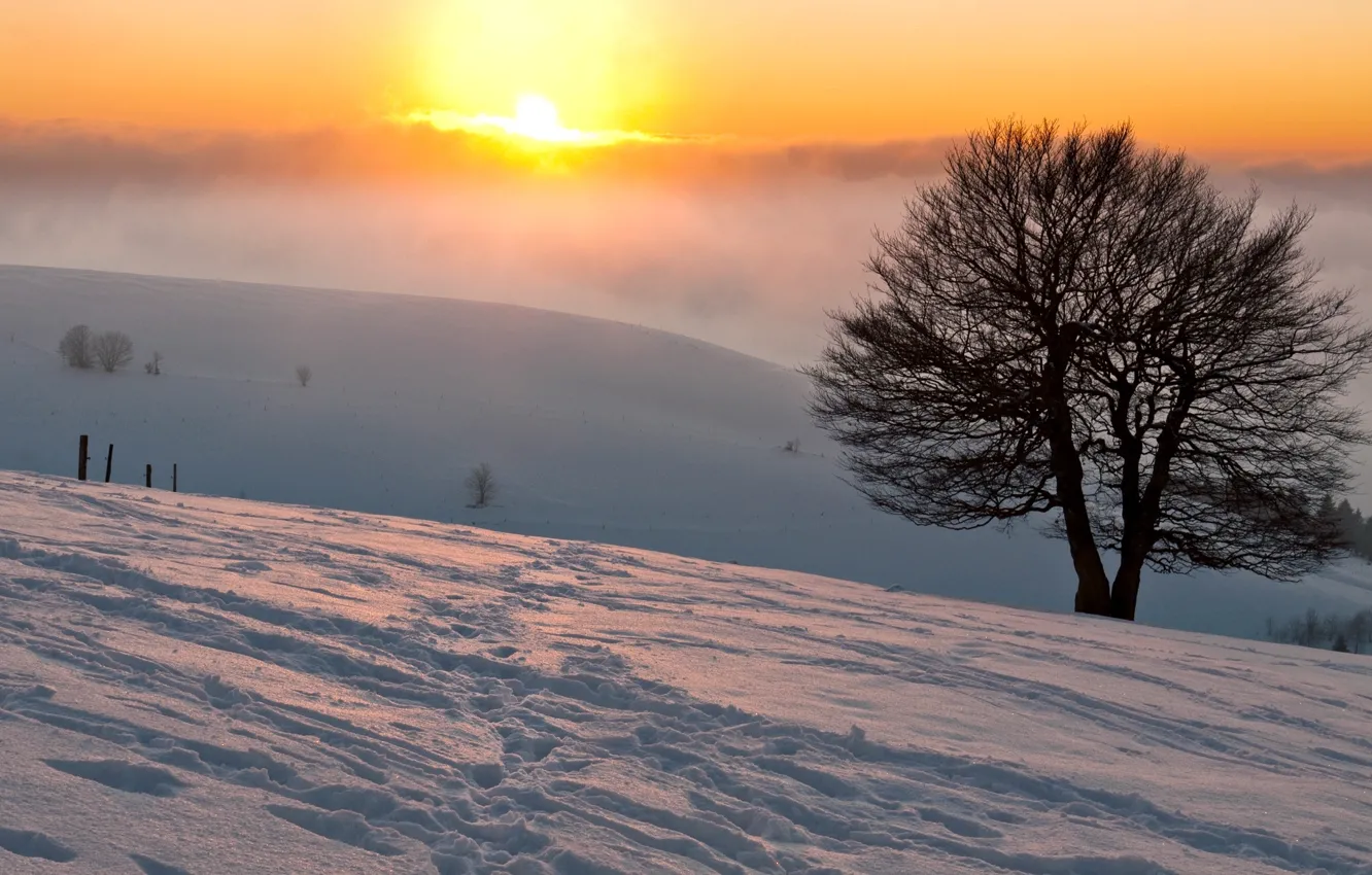 Фото обои зима, солнце, снег, следы, природа, туман, дерево, обои