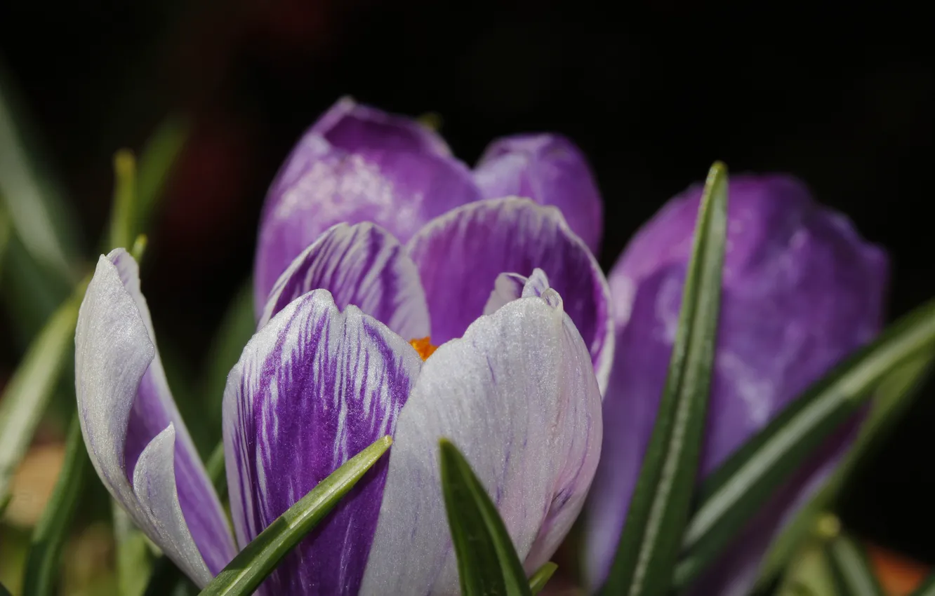 Фото обои крокус, шафран, Crocus