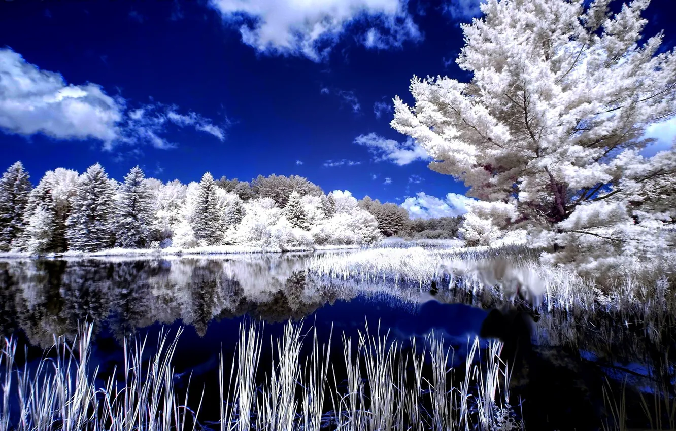 Фото обои зима, деревья, отражение