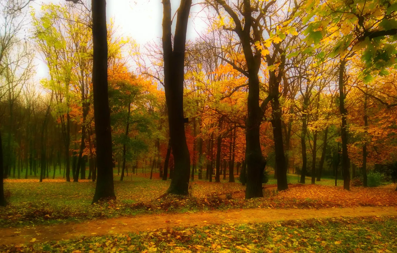 Фото обои green, red, yellow, wood, autumn, leaf