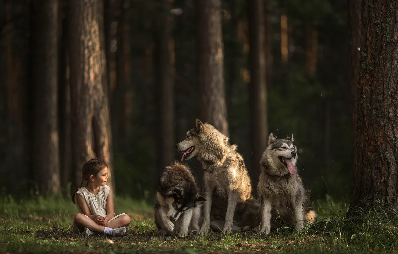 Фото обои лес, собаки, девочка, трио, три собаки