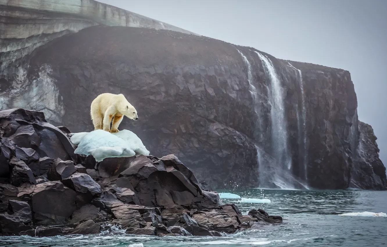 Фото обои ice, bear, sea, ocean, landscape, nature, water, rocks