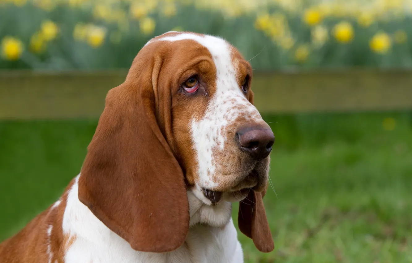 Фото обои взгляд, друг, собака, basset