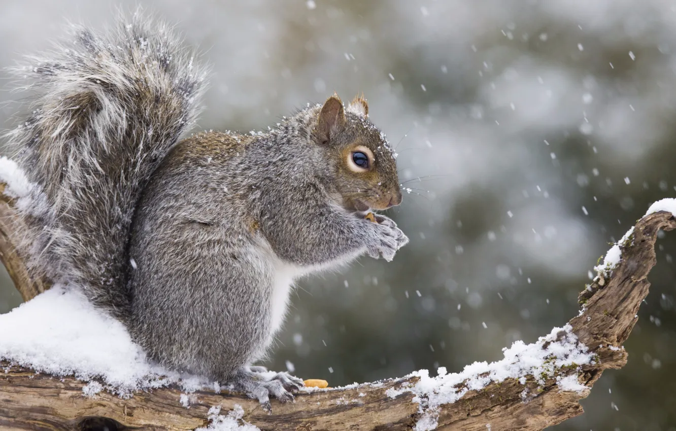 Фото обои wood, snow, squirrel