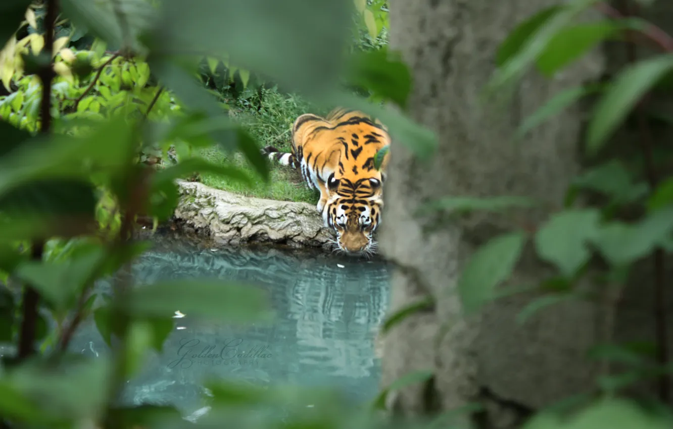 Фото обои листья, вода, ветки, тигр, хищник, пьет