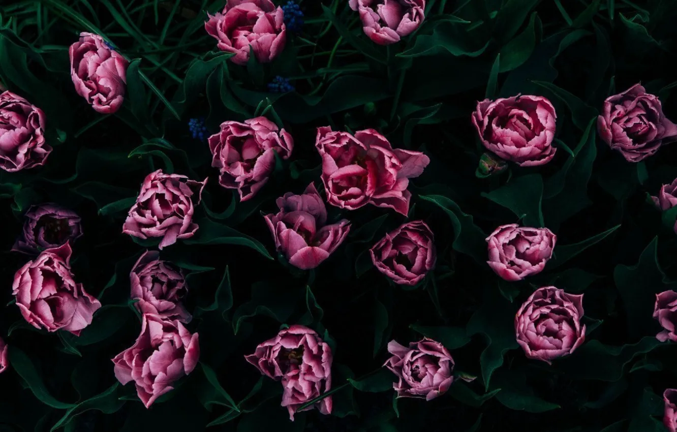 Фото обои цветы, розовый, пионы, кустовые цветы