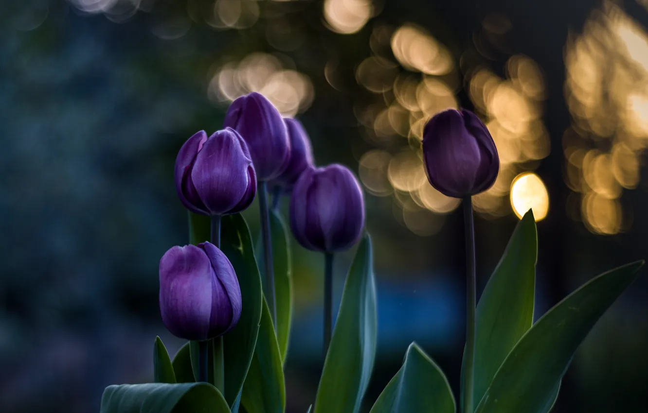 Фото обои цветы, темный фон, букет, весна, фиолетовые, тюльпаны, бутоны, сиреневые