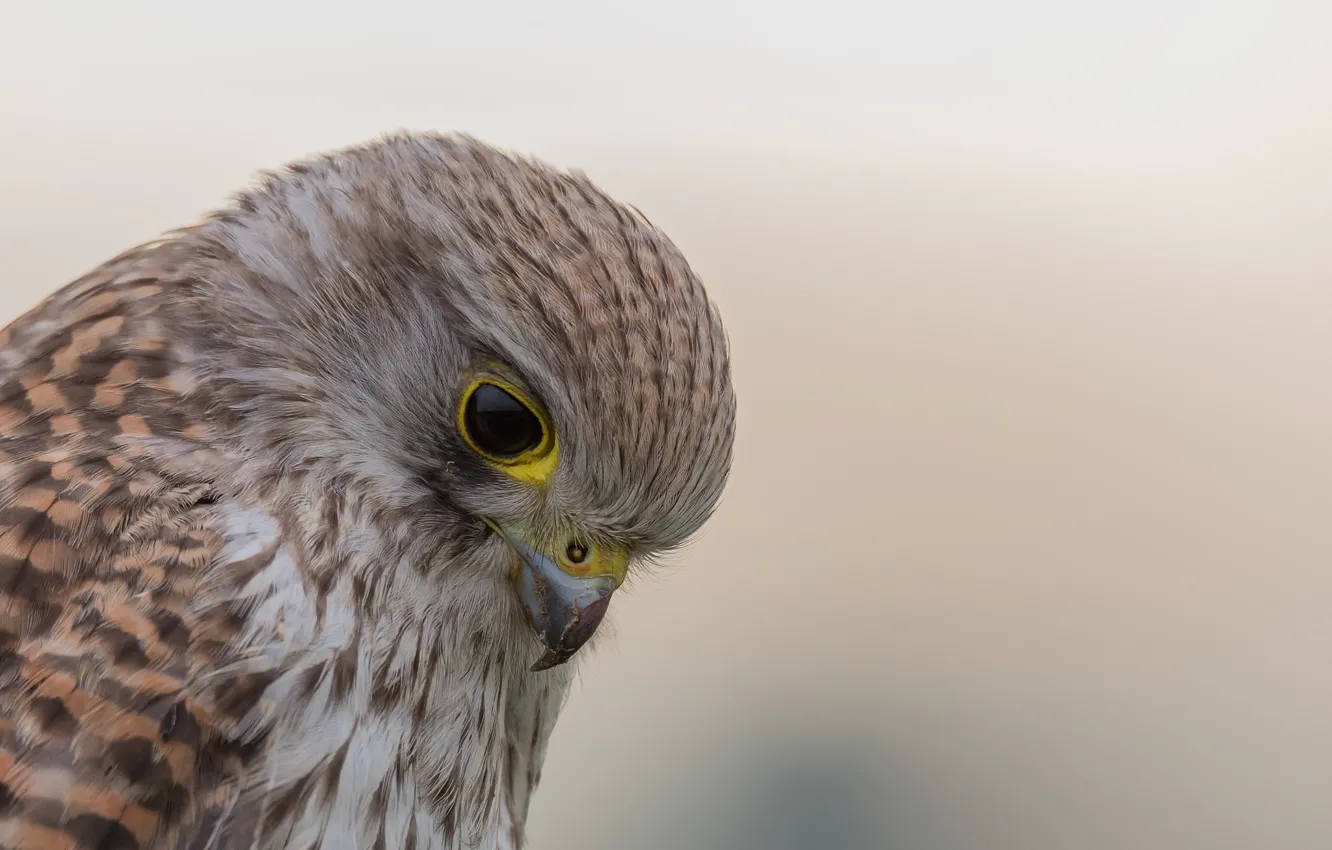 Фото обои птица, Falco tinnunculus, Turmfalke