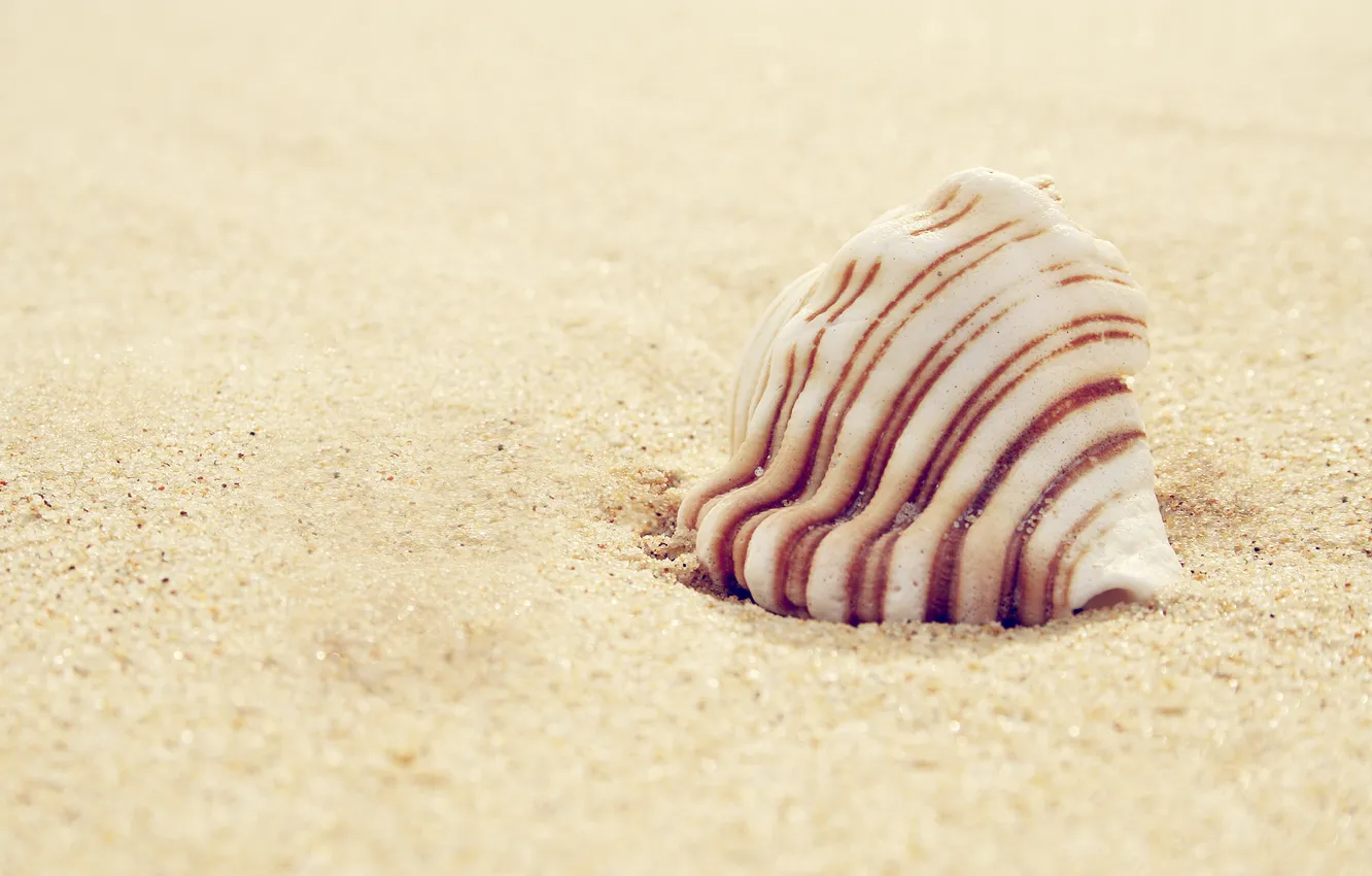 Фото обои песок, макро, ракушка, macro, sand, 2560x1600, shell