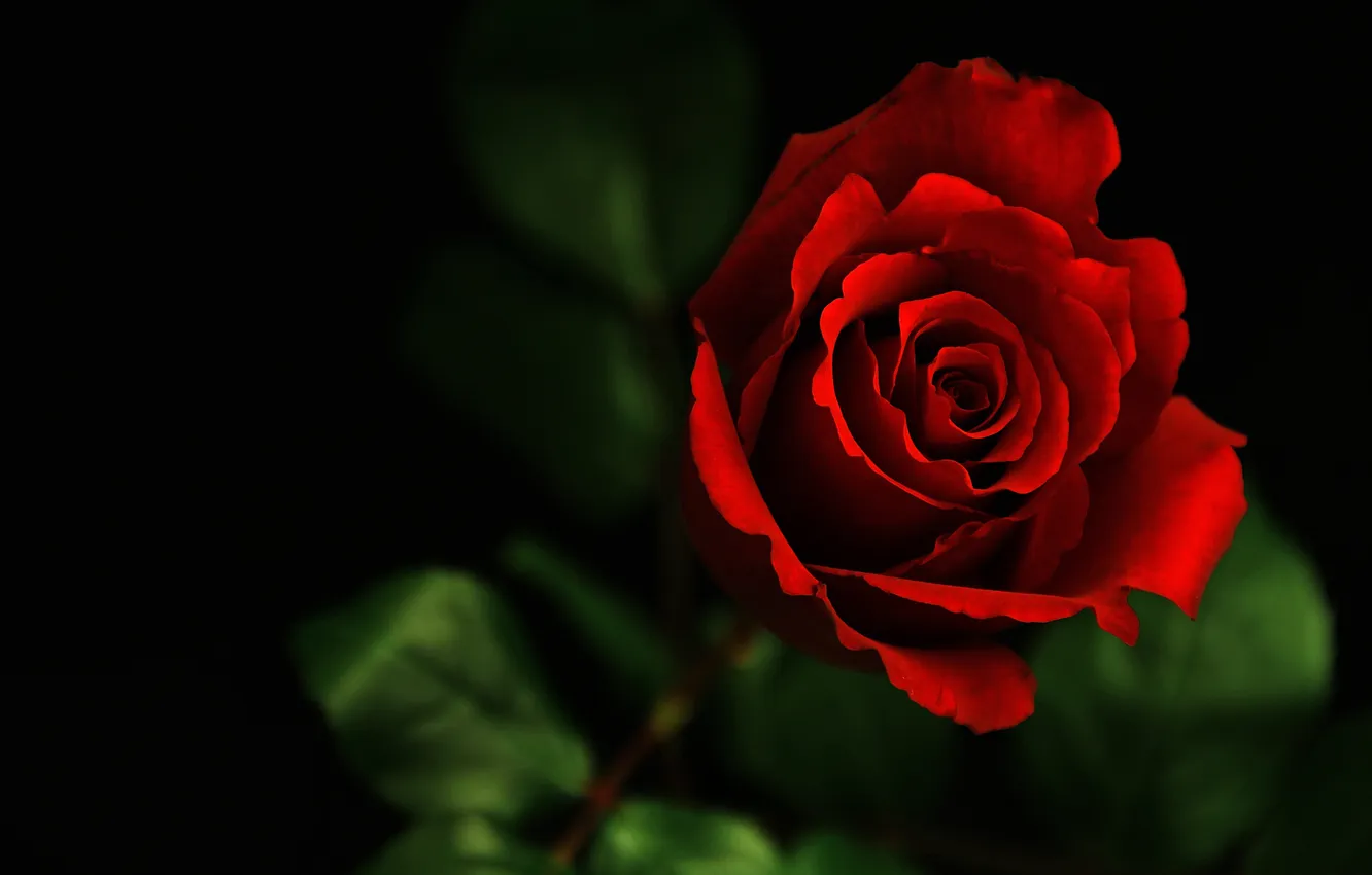 Фото обои макро, роза, бордовый, вблизи