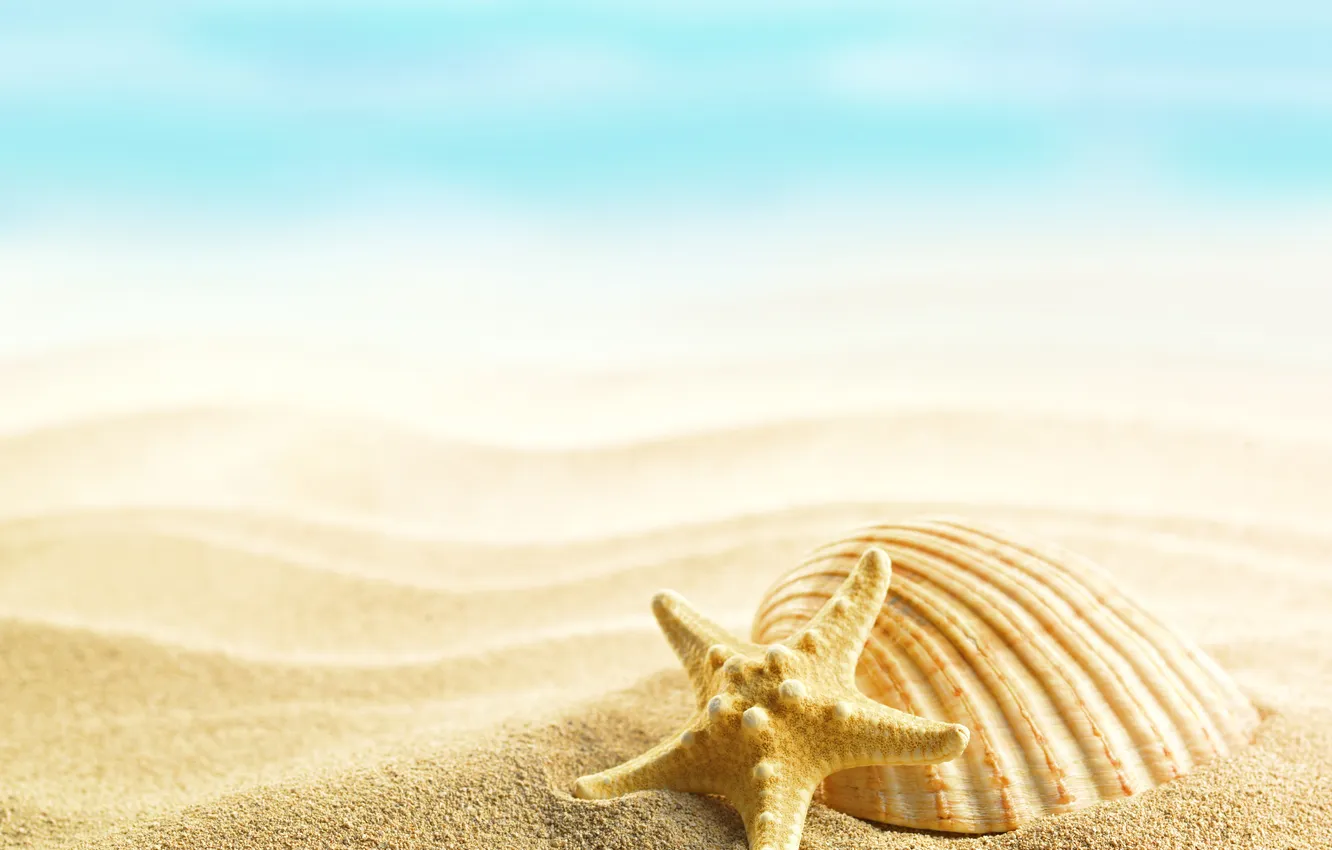 Фото обои summer, beach, sand, shells, seashells