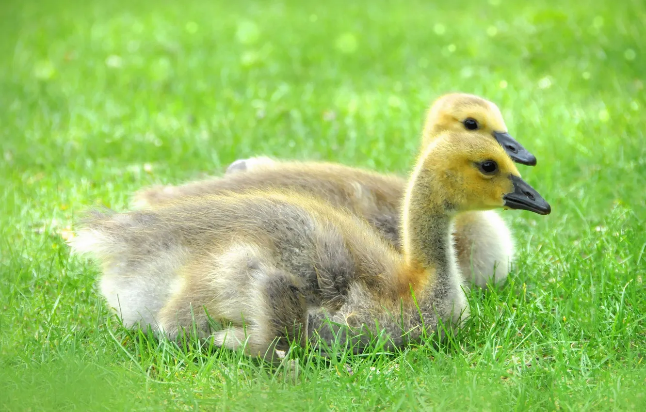 Фото обои grass, травка, милашки, cutie, маленькие утята, small ducklings