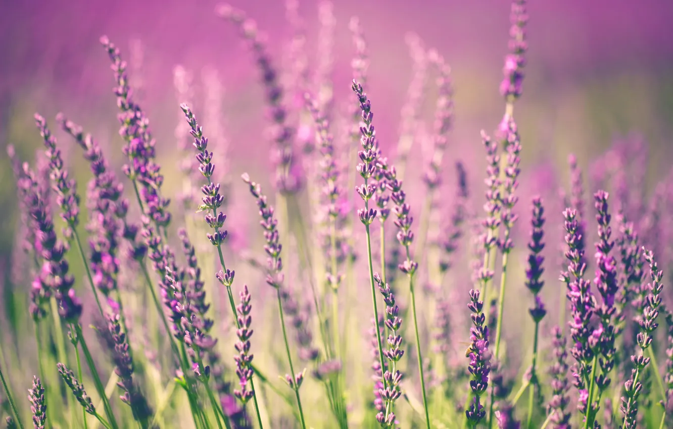 Фото обои цветы, цветение, flowers, лаванда, lavender, bloom
