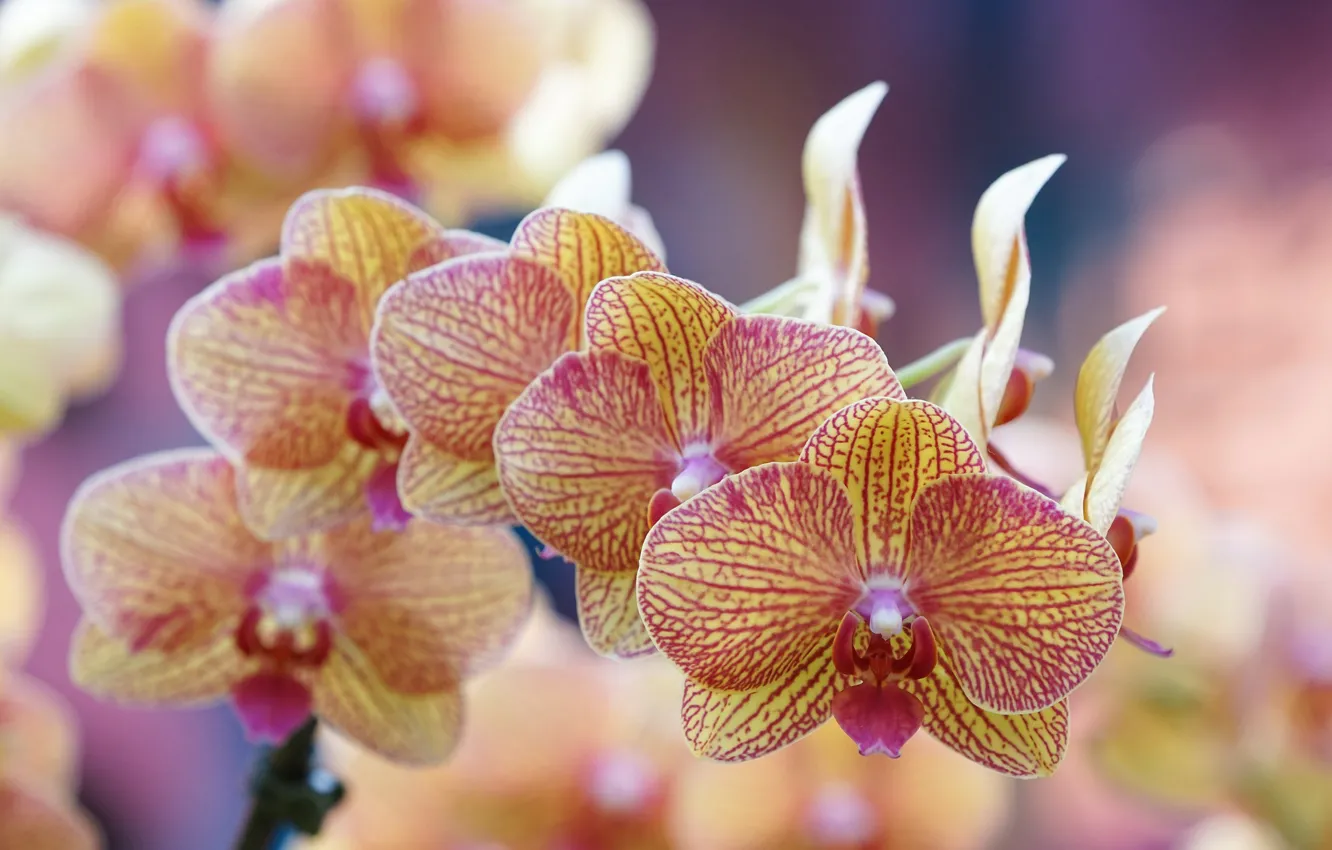 Фото обои макро, веточка, орхидея, цветки, боке, Фаленопсис