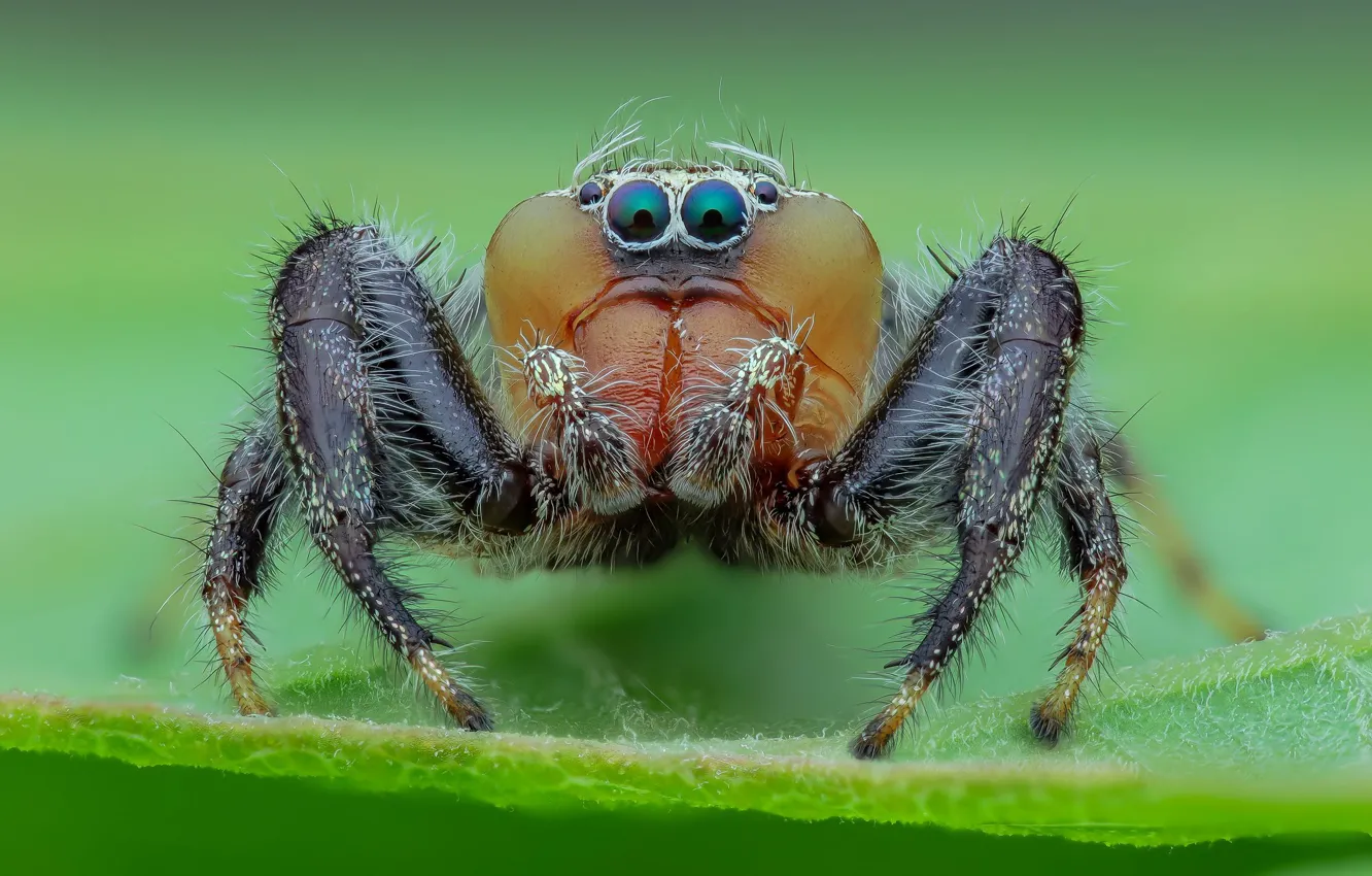 Фото обои глаза, макро, листок, паук, зеленый фон, прыгун, джампер, паучок