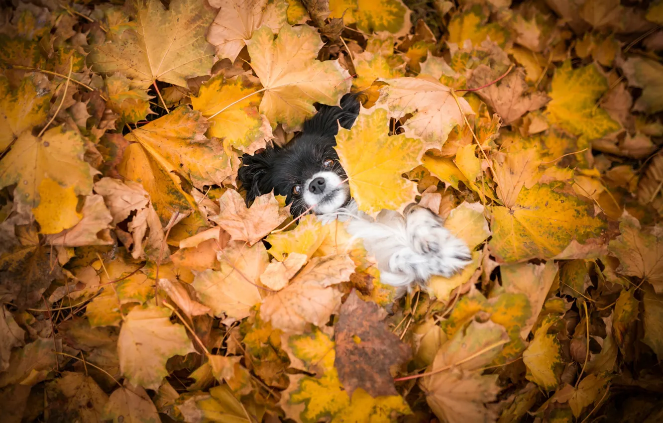 Фото обои осень, взгляд, листья, природа, фон, листва, лапки, собака