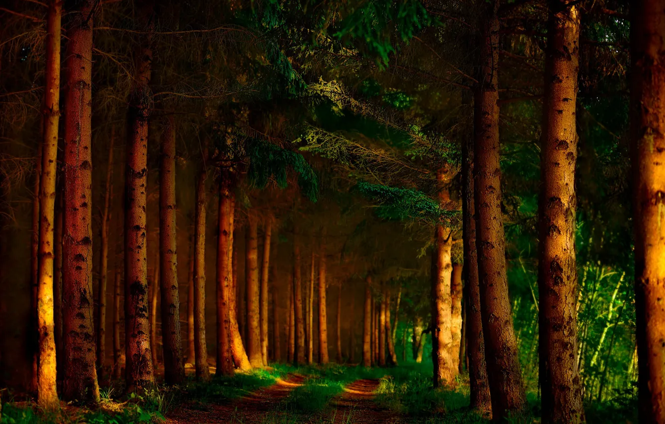 Фото обои дорога, лес, свет, природа, мрак, тени