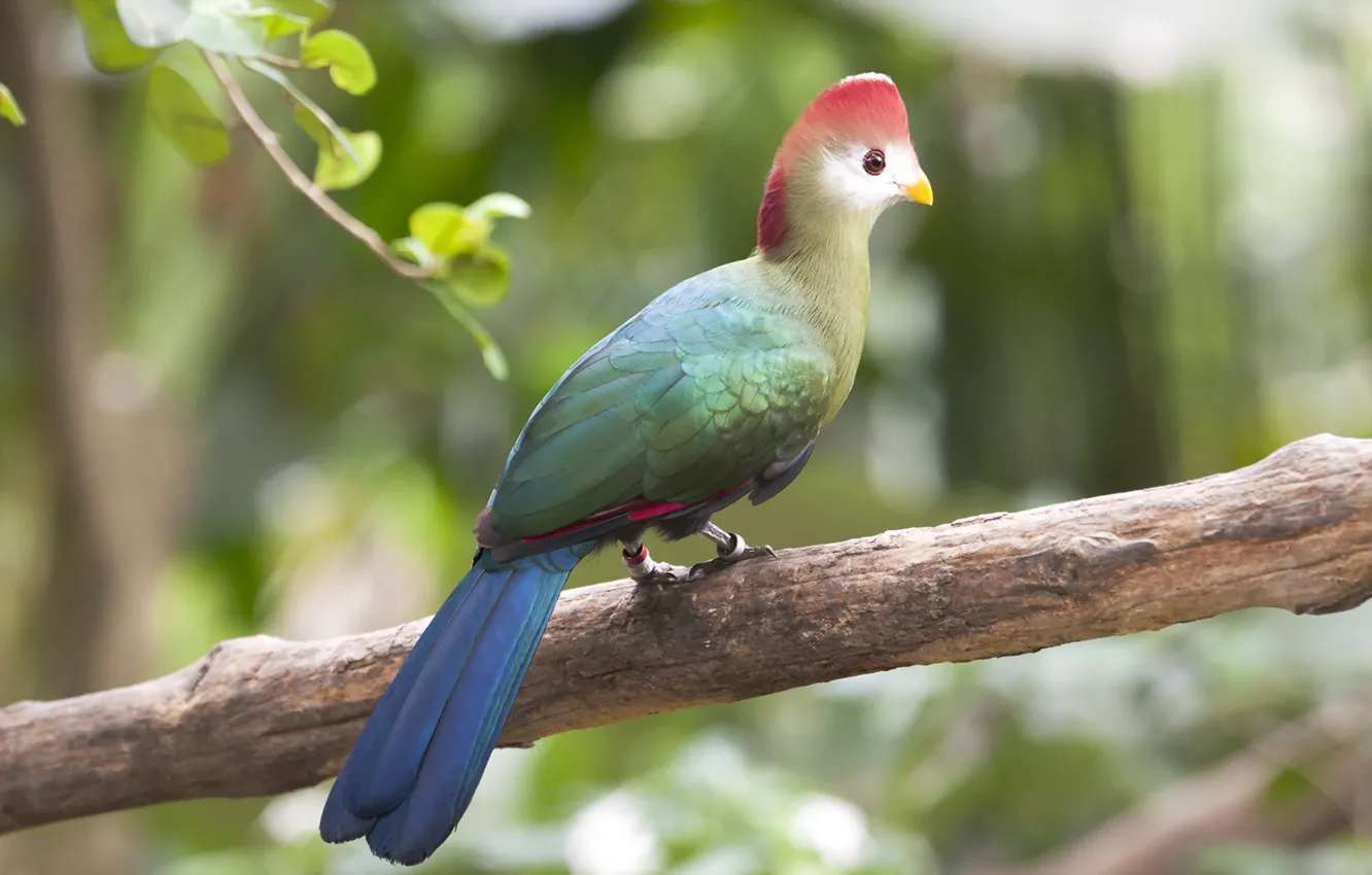 Фото обои природа, птица, Red-crested Turaco