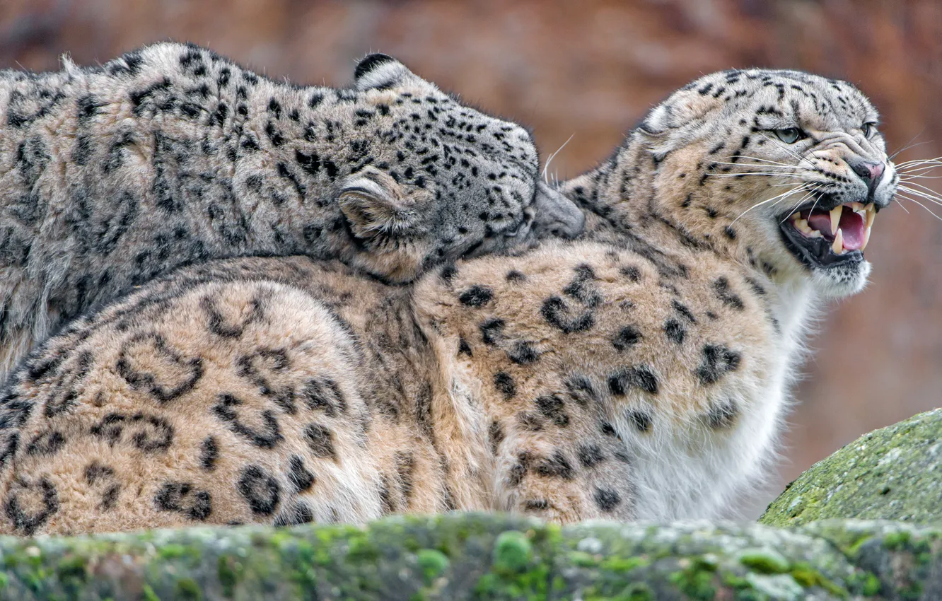 Ирбис лонг. Snow Leopard mating.