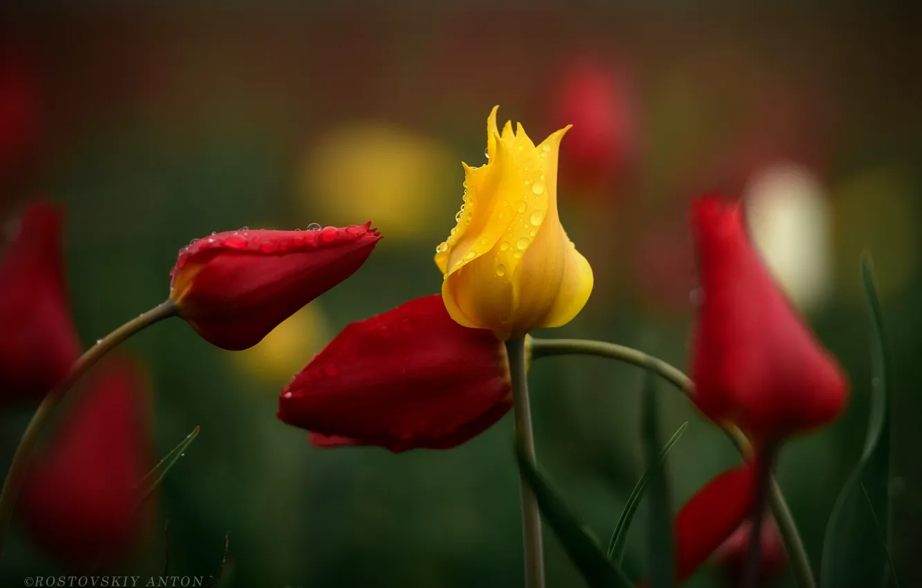 Фото обои вода, капли, макро, роса, тюльпаны, бутоны