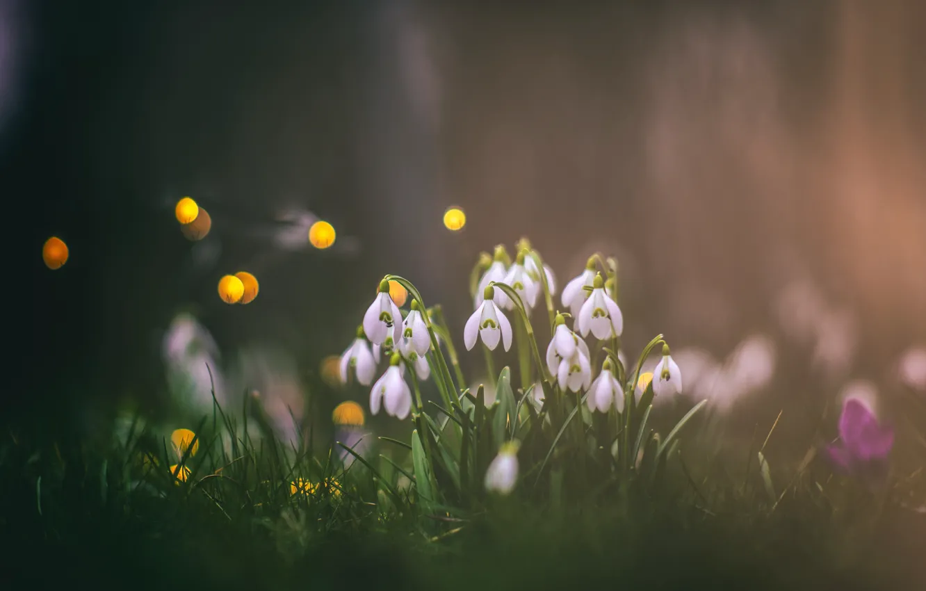 Фото обои цветы, поляна, весна, подснежники, боке