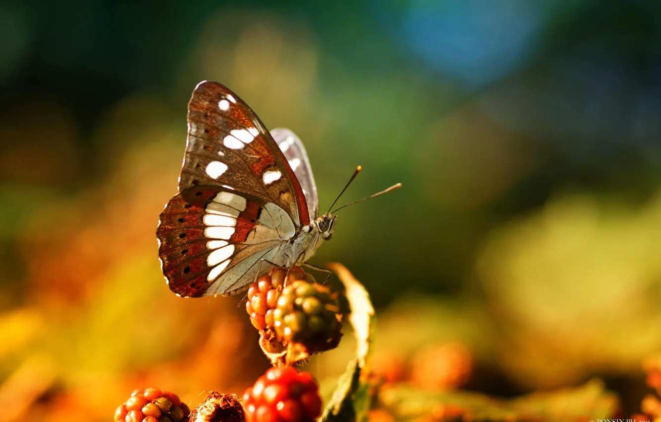 Фото обои макро, ягоды, бабочка, насекомое