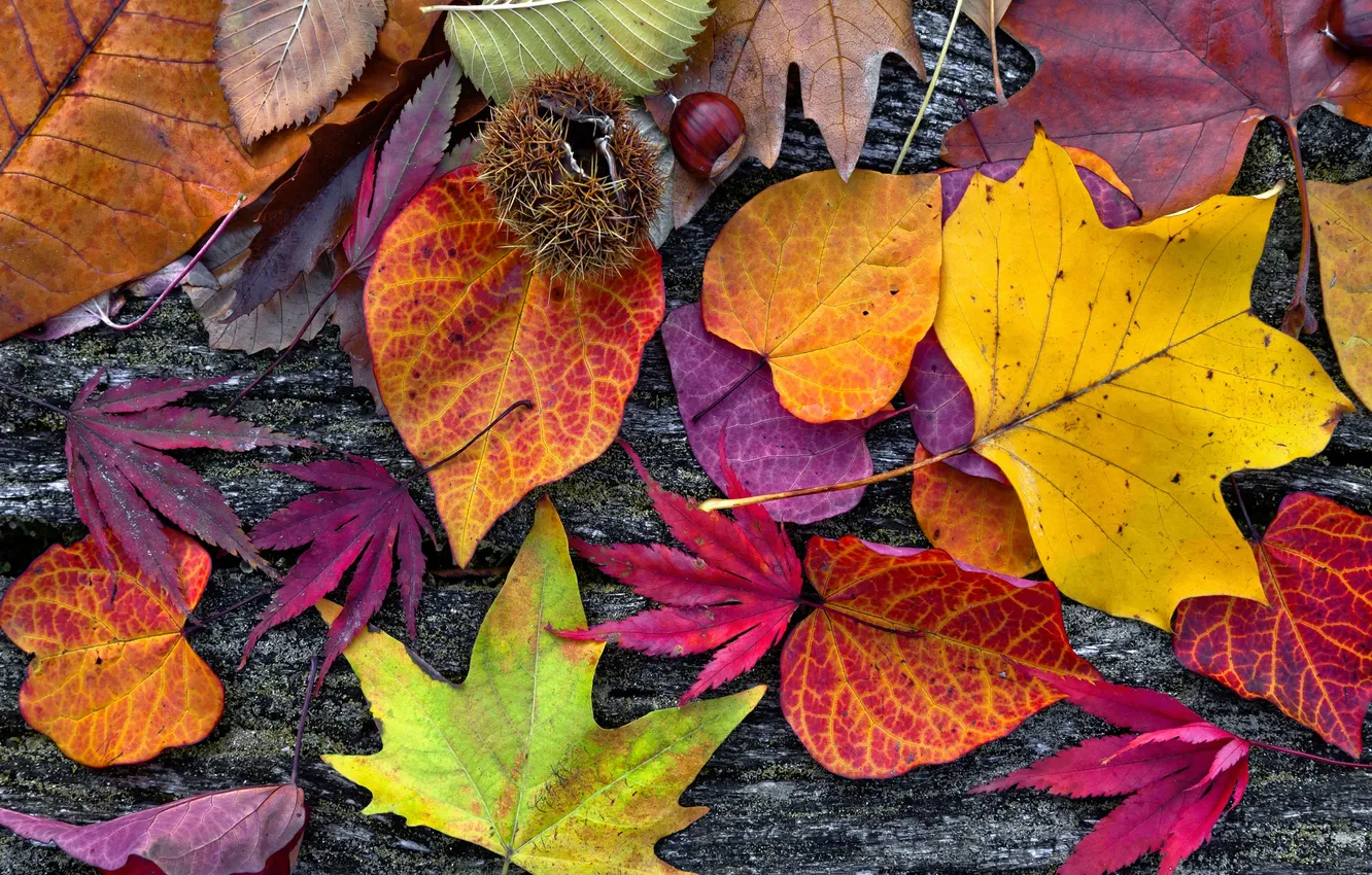 Фото обои листья, деревья, colorful, wood, autumn, leaves, осенние