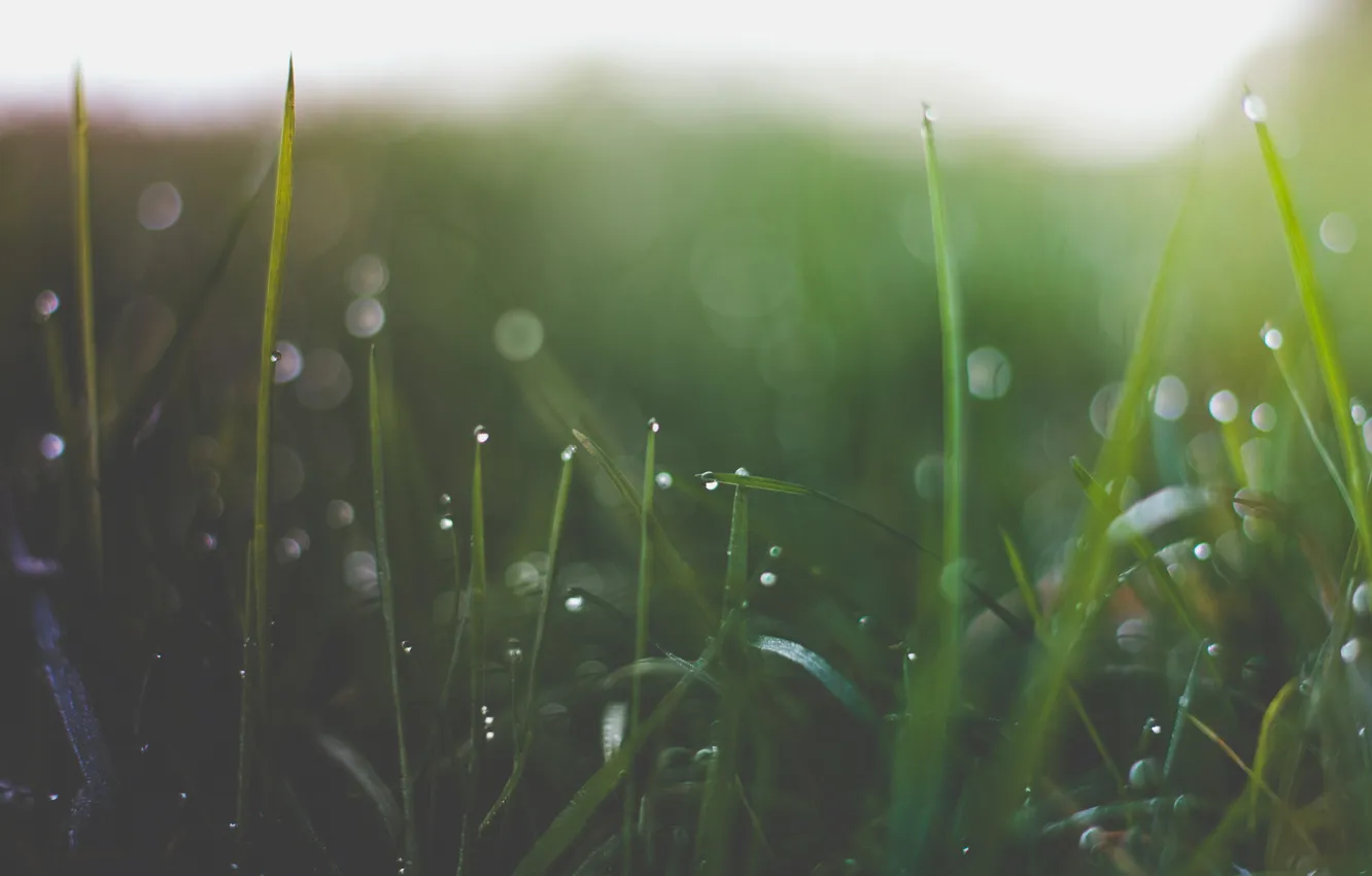 Фото обои трава, капли, макро, роса, блики, утро
