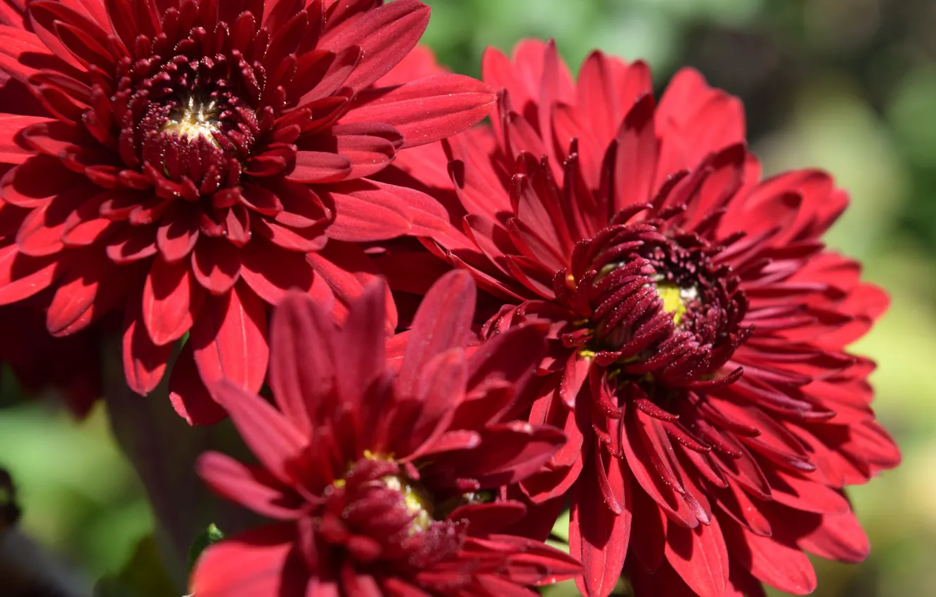 Фото обои осень, широкоформатные обои, хризантема, бордовые, цветок (цветы)