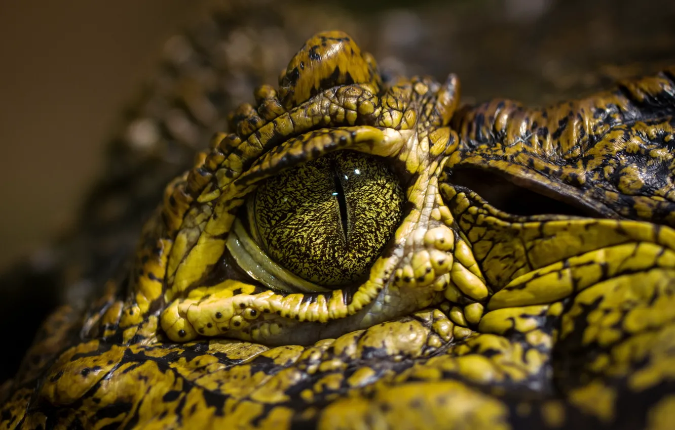 Фото обои green, eye, crocodile