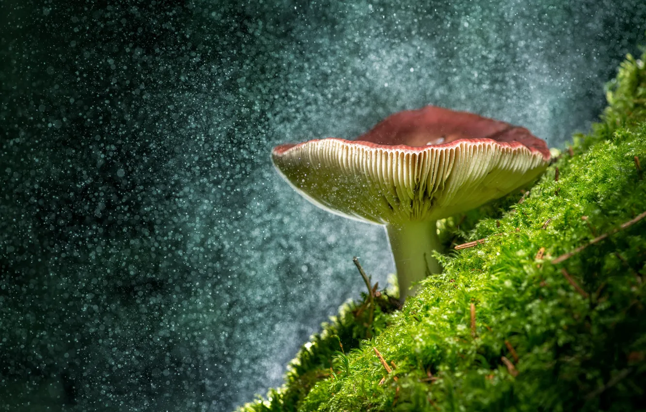 Фото обои крупный план, гриб, мох