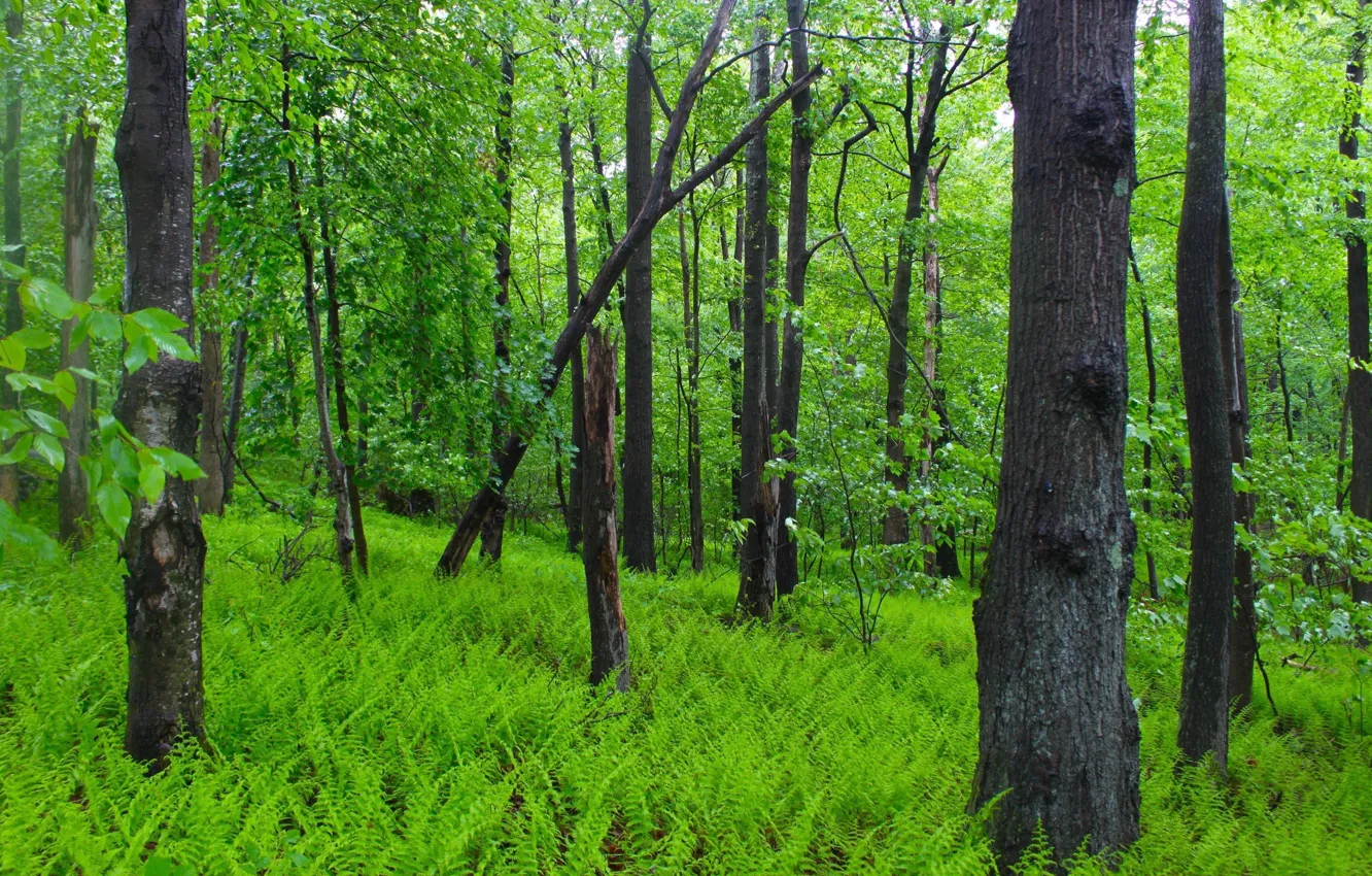 Фото обои зелень, лес, деревья, папортники