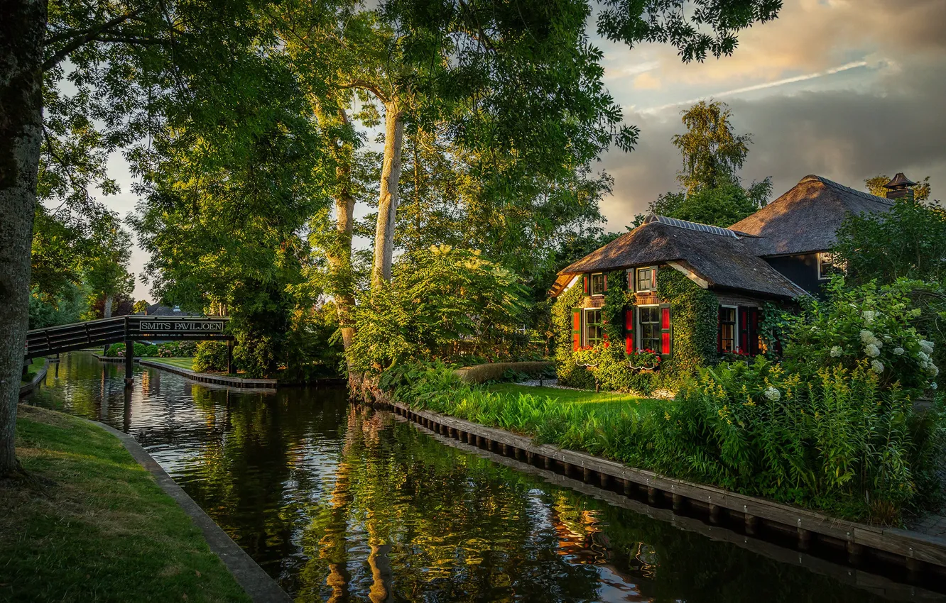 Фото обои зелень, лето, небо, трава, деревья, пейзаж, цветы, ветки