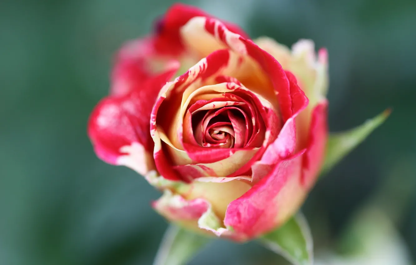 Фото обои цветок, фон, роза, размытие, бутон, двухцветная, пестрая