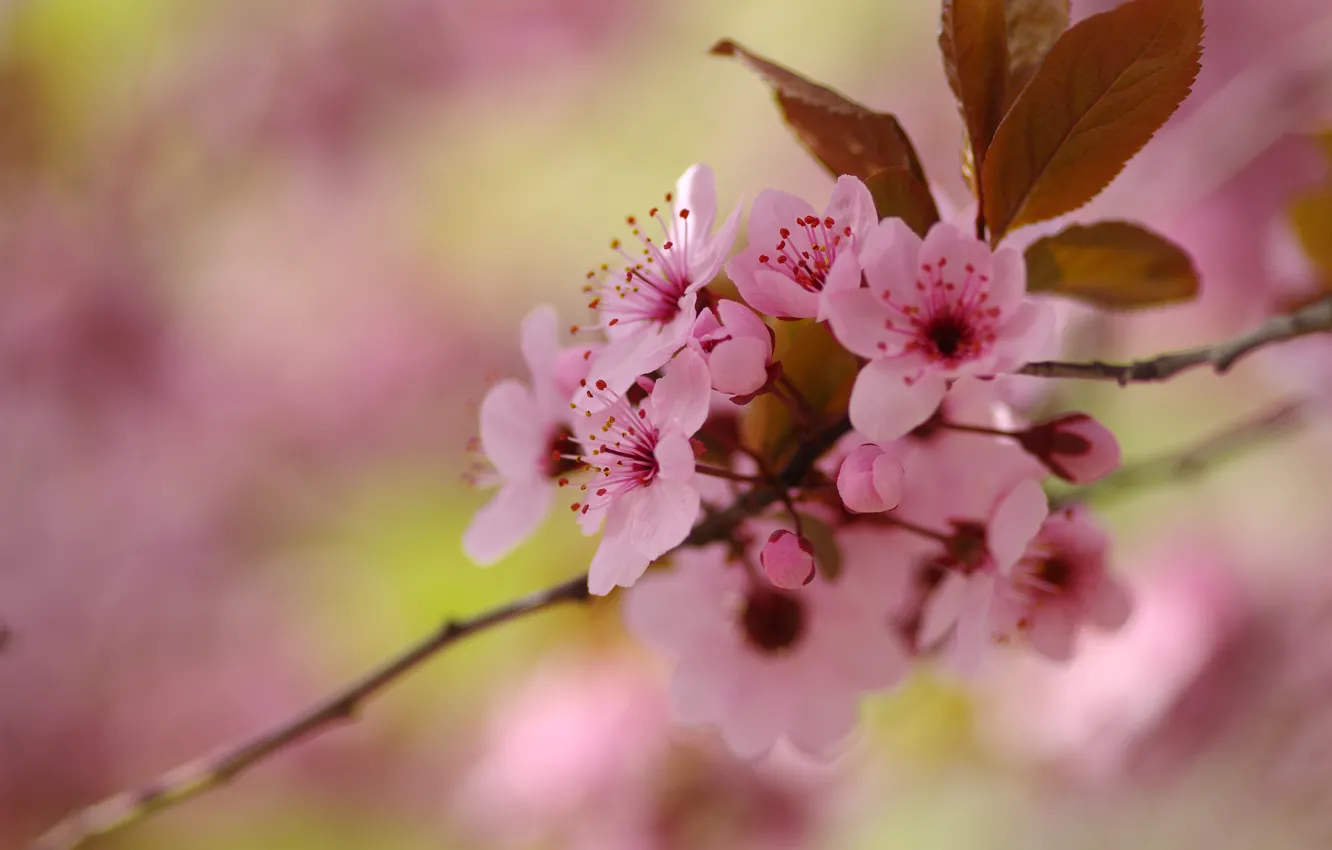 Фото обои цветы, ветки, вишня, фон, размытие, весна, сакура, розовые