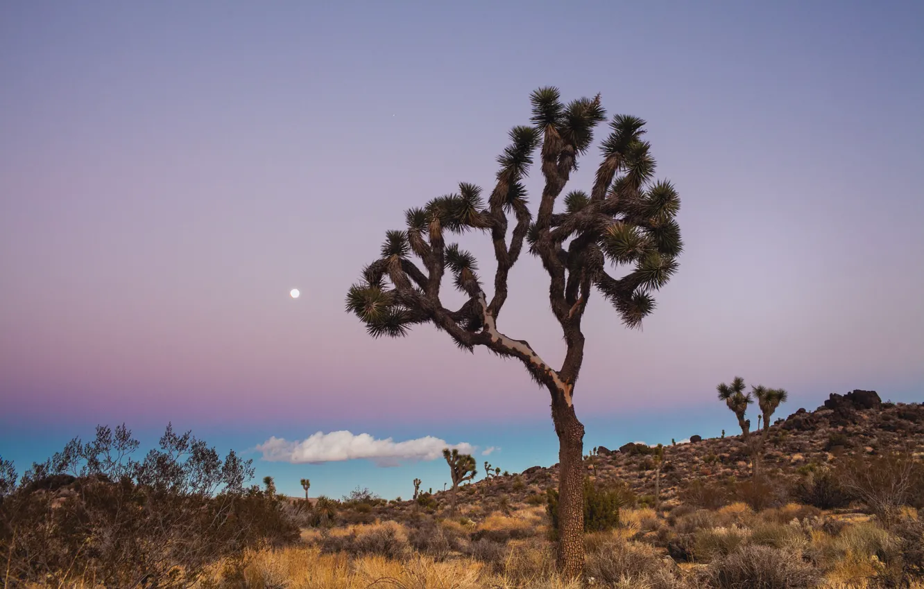 Фото обои небо, деревья, луна, голубое, облако, Калифорния, USA, США