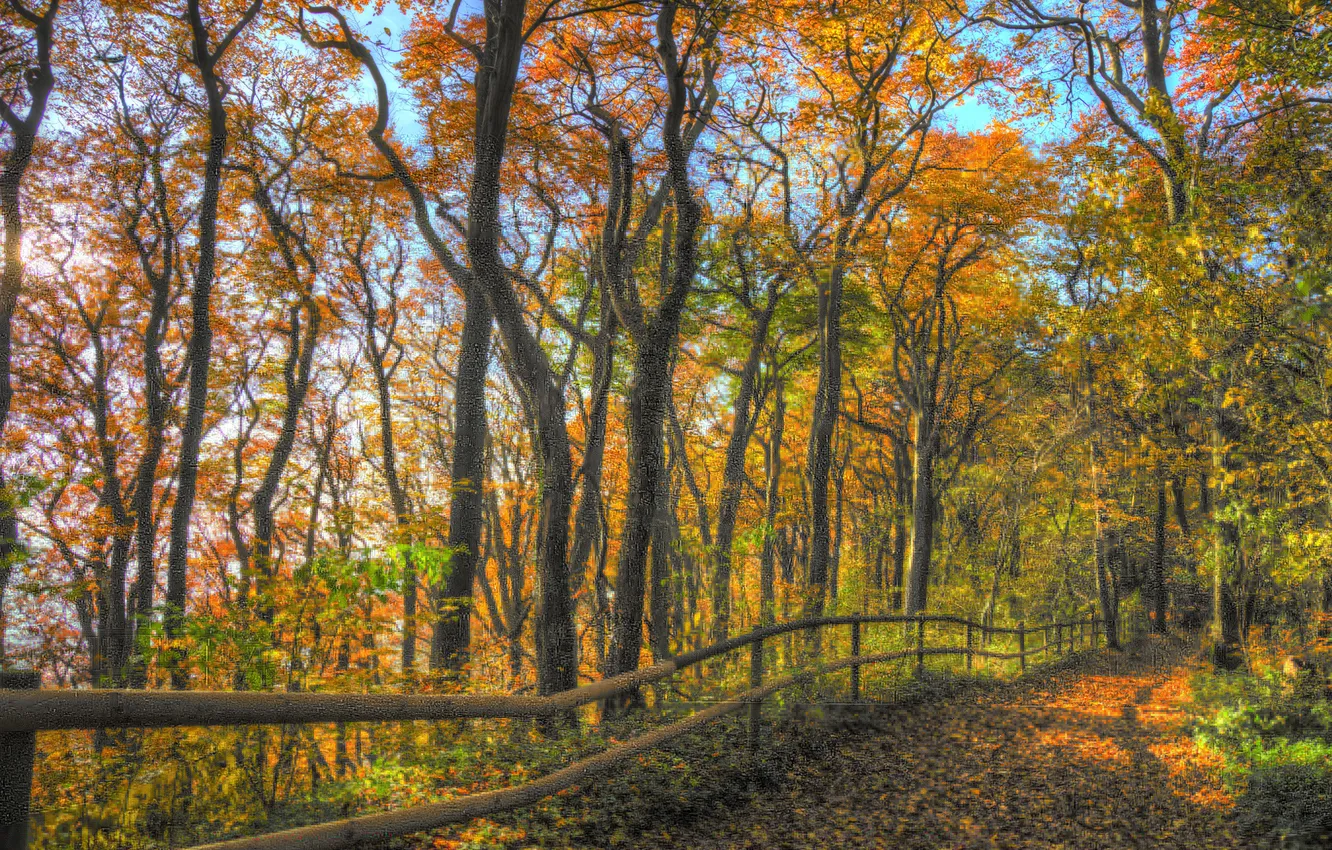 Фото обои осень, лес, небо, листья, деревья, ветви, ограда, дорожка