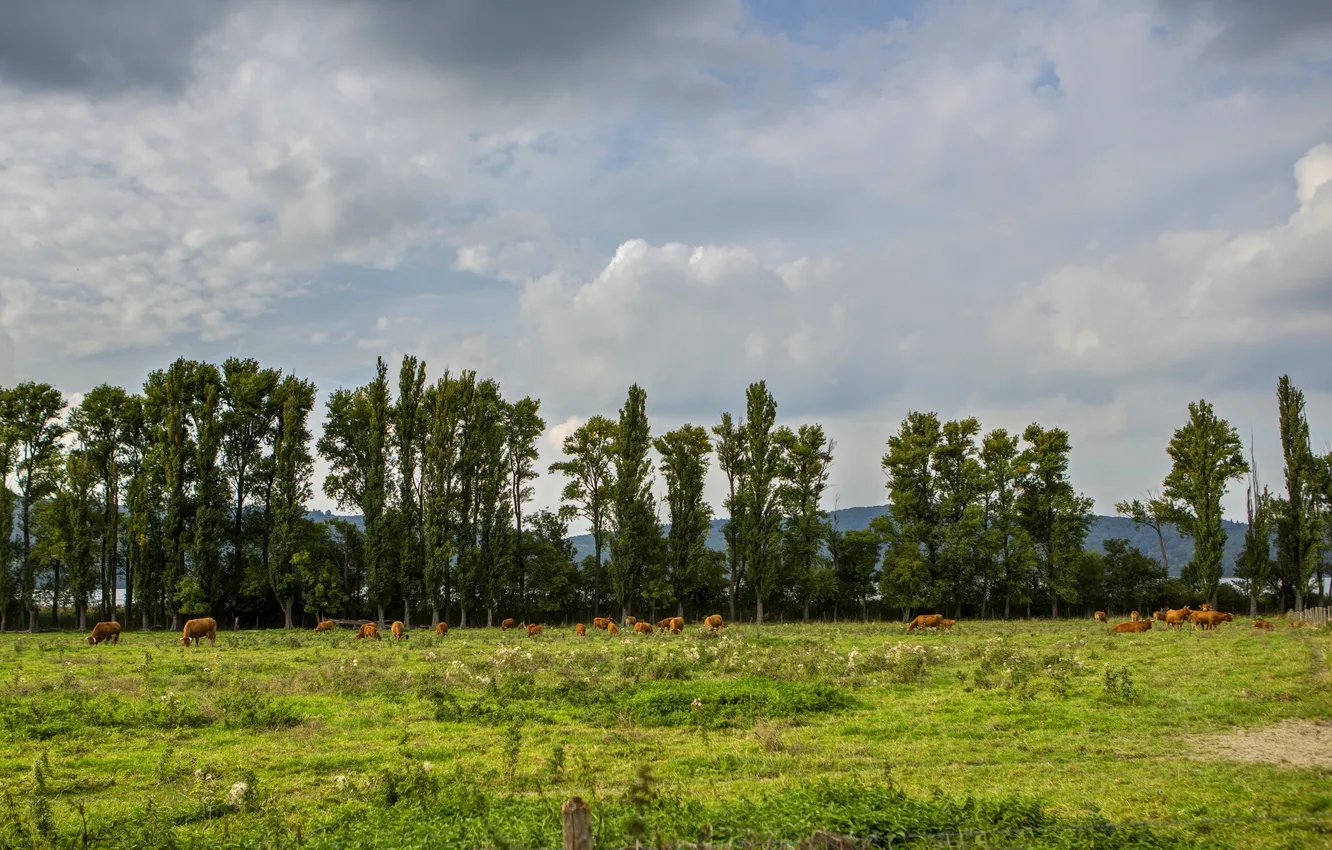Фото обои трава, облака, природа, фото, Германия, коровы, луг, Glees